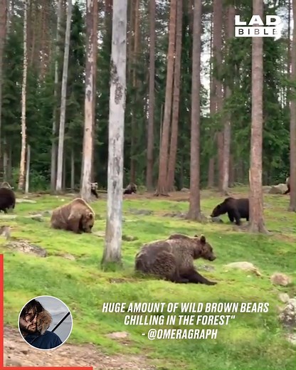 This lad stumbled across a forest in Finland where brown bears roam freely 🐻🌲 | LADbible