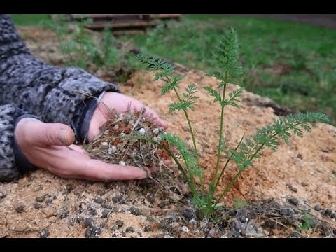 Rabbit Manure is a Fantastic Garden Fertilizer