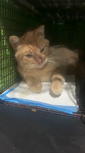 33K views · 1.7K reactions | This injured kitty was limping around...