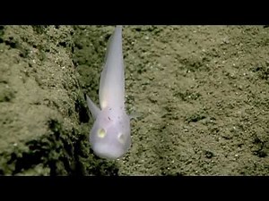 Mysterious 'ghost fish' discovered 8,200 feet under the sea in the world's deepest trench