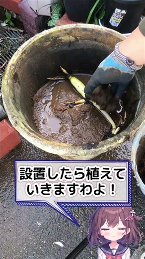 【#園芸 723カメ】 ［続・ハスの植えつけ］苗選別から水入れまでのやり方を教えるぞい！😭 🐢「ちゃんとできたんか？おぉん！」 【庭の大開拓時代】