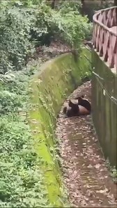 4.8K views · 33 reactions | Facts about giant panda  | Abhi Animal World | Facebook