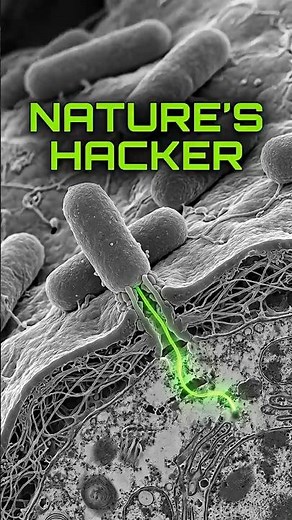 Agrobacterium: The Microbe That HACKS Plant DNA! 🧬🌳