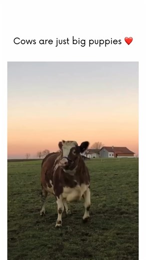 Cute Cow Lovers Club on Instagram: "🐮❤️ The Puppy-Hearted Cow ❤️🐮 Every evening, as the sky turned soft shades of pink and gold, one sweet cow would prance across the pasture with the exact energy of a giant puppy who just spotted their favorite person. Her ears perked, her tail swished, and she did that adorable little half-skip cows do when they’re way too excited to hide it. With every step, her whole body seemed to say: “Hi!! I missed you!! Look at me!!” She didn’t need treats or toys— jus
