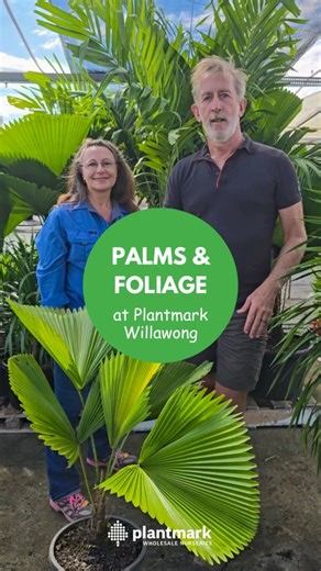 Plantmark | Wholesale Plant Nursery on Instagram: "New palm picks at Plantmark Willawong! 🌴🌴🌴 This week, Belinda from our Trade Market in Brisbane, teams up with our friends from Oxley’s Nursery to highlight two palms that deliver both style and function in landscape design: 💚 Licuala elegans (Fan Palm) – A true tropical showstopper with lush, pleated foliage. Perfect for creating instant drama in shady tropical gardens. 💚 Adonidia merrillii (Christmas Palm) – The ideal choice for narrow ar