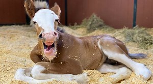 Budweiser Welcomes Baby Clydesdale, Reveals His Name