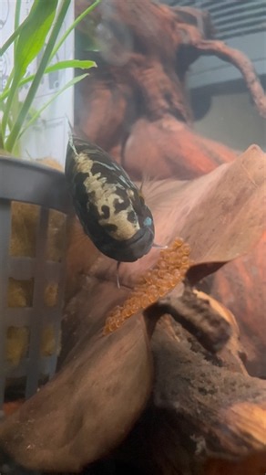 Spoiler alert! We have EGGS!🍳 (Ivanacara Adoketa!) #eggs #fishkeeping #aquarium