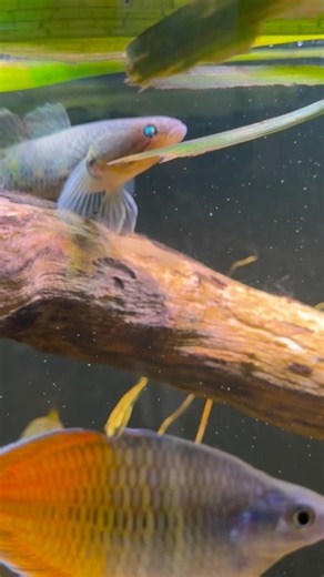 SNAKEHEAD GUDGEON(Giuris margaritacea) #fish #aquarium #snakehead #snakeheadgudgeon #subscribe