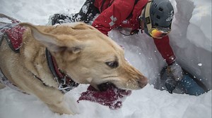 1.1M views · 21K reactions | Focused, intelligent, and heroic: these are qualities National Geographic photographer Trevor Frost hoped to convey while telling the story of Erna—an avalanche rescue dog. | National Geographic | Facebook