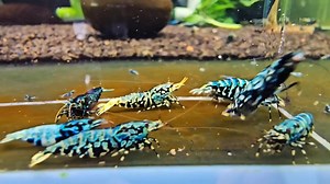 💻 Cyber Monday Shrimp Sale — 50% OFF! 🦐 Caridina • Neocaridina • Guppies • Bettas • Rabbit Snails ✨ Healthy arrivals, vibrant colors, happy tanks. 🔥 Shop now → www.shrimplyfintastic.com | Shrimply Fintastic