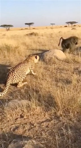 😳😨 In Africa, a hunter became a victim: baboons versus a cheetah #africa #baboon #animals