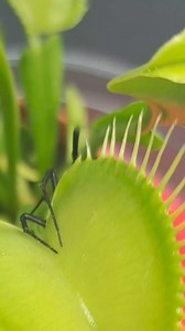 3.9K views · 51 reactions | ☣️WARNING TOCIX RELATIONSHIP☣️ One of the biggest venomous black widow spiders I have even seen my carnivorous plant Venus fly trap take down as a meal. #carnivorousplant #tropicalplants #venusflytrap | Carnivorous Plants | Facebook