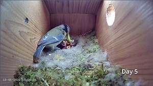 Ever wondered what happens inside a bird box? Here's a glimpse! | MetDaan Animals