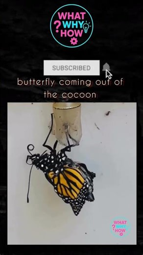 Butterfly Emerges from Cocoon 😍 | What Why How #facts #shorts