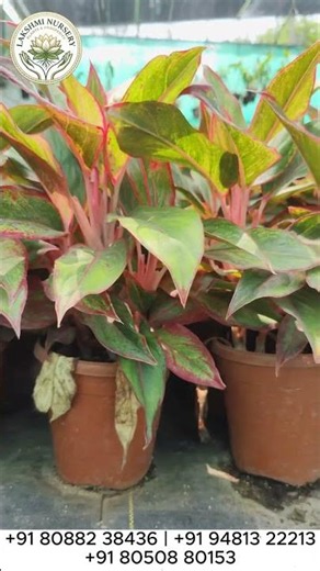 Lakshmi Nursery
