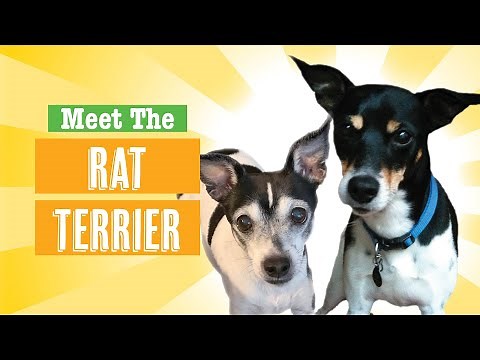 Rat Terrier Dog Breed
