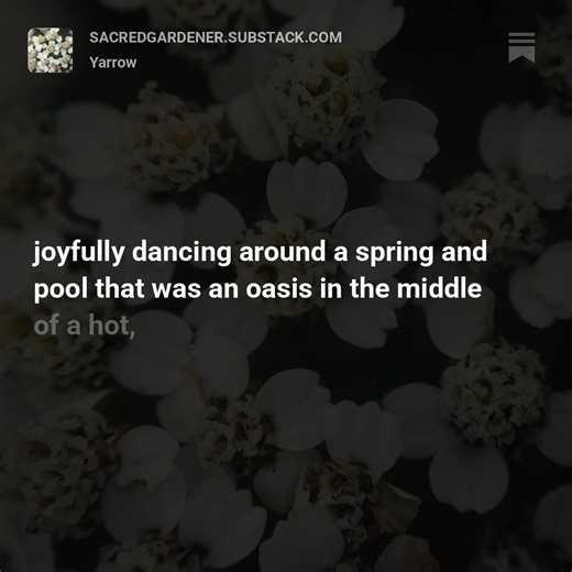 Our latest offering on Substack, Yarrow Monograph I first met Yarrow...