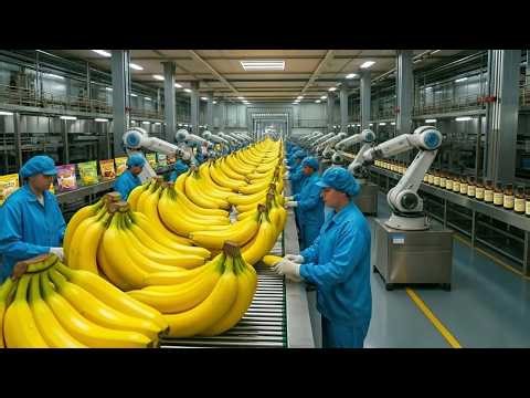 Inside a Giant Banana Processing Factory: From Farm to Finished Products (The Full Process)