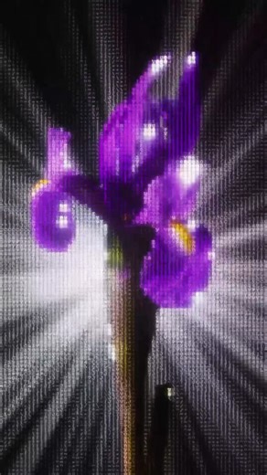 Stormy Pyeatte⛈ on Instagram: "💻 🥳 First attempt at an ASCII effect in TouchDesigner! I started with some floral footage I’d captured, then applied an ASCII technique I learned from one of @polyhop’s tutorials. From there, I added a slitscan effect I picked up from the @touchdesigner fundamentals course, and finished it off with a light feedback loop at the end of the network. 👉 I’m planning to make something every day for NODEvember, so this was an an attempt at working faster and seeing how