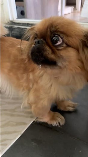 The Pekingese likes drinking water