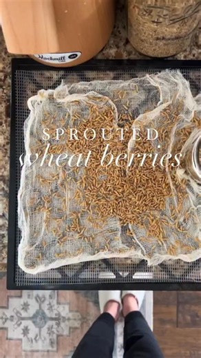 When wheat is sprouted, it unlocks extra nutrients, makes the grain easier to digest, and gives you a boost of natural sweetness. Here’s how I do it, start to finish: 1️⃣ Soak wheat berries in water overnight. 2️⃣ Rinse & drain twice a day until little sprouts appear—usually 2-3 days. 3️⃣ Dehydrate until completely dry. (This step is critical!) I set my dehydrator to 105°F and it usually takes 8-10 hours. 4️⃣ Grind in a grain mill to make the freshest, most nutrient-packed flour ever. ✨ Now it’s