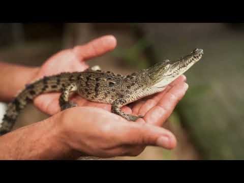"World’s Smallest Crocodile? | Rare Mini Crocodile Found in Congo Jungle!"