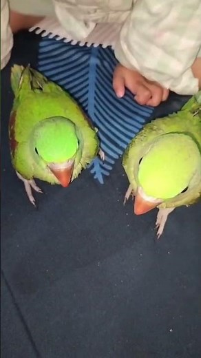 Alexander baby parrot care