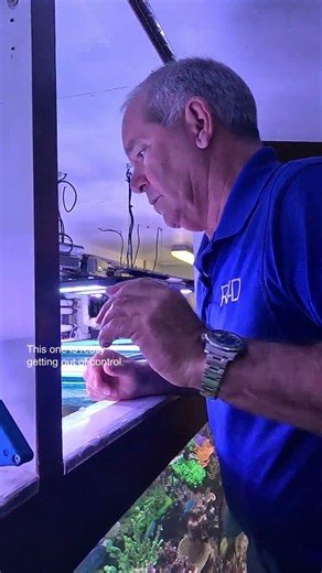 Our 1680-Gallon reef #aquarium needs a trimming. IT'S PRUNING TIME! PART 3. By Reef Aquaria Design
