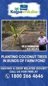 Bunds around farm ponds are often unused. Planting coconut trees in these areas makes good use of otherwise idle land, increasing farm productivity without taking up valuable crop-growing areas. Having a crop related doubt? Call us for free at 1800-266-4646 (Kalpavriksha Kisan Helpline) & our team will help you out. #coconut #coconuttrees #coconuttree #watermanagemnt #water #coconutroots #coconuttreeroot #roots #farms #agriculture #farm #organic #farmer #agriculturelife #Coconutseed #farminglife