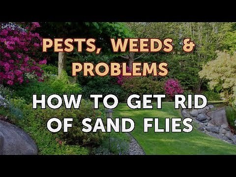 How to Get Rid of Sand Flies