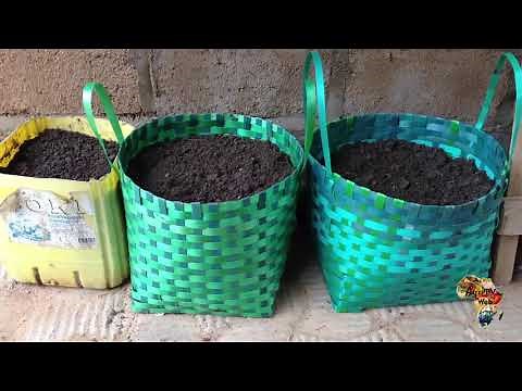 How to grow without soil: soilless cultivation