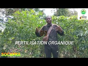 COMMENT REUSSIR LA CULTURE DE MANIOC?