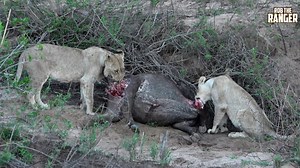 126K views · 126 reactions | Long ago i watched the Othawa pride feeding on a buffalo, now you can too! Dont forget to head over to my YouTube channel and subscribe at https://www.youtube.com/robtherangerwildlifevideos for literally thousands more wildlife videos! | Rob The Ranger Wildlife Videos | Facebook