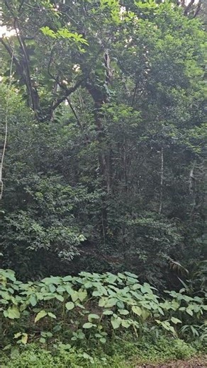 ☆ Hiking oahu☆|!Beautiful forest!|