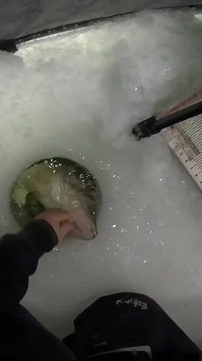 MASSIVE Lake of the Prairies Walleye! Watch as Clayton Schick lands a trophy Manitoba walleye during the Lake of the Prairies Cup! This series is jam-packed with non-stop walleye action—you won’t want to miss it! Hit the link below to check out the full series and more on the blog! https://manito.ba/Epic-Fishing-Adventure-Jay-And-Clay #HuntFishMB #Manitoba #Fishing #Walleye #TrophyWalleye | Fishing & Hunting in Manitoba