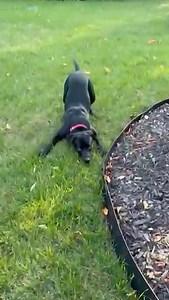 8.3K views · 180 reactions | Adoptable Jett is pure fun! This happy 6 month-old is sure to keep you smiling and laughing with the cutest little zoomie spurts and tail wags! He's potty & crate trained, great in the house, gets along with cats, loves other dogs getting to be a part of the crew with his favorite humans 殺 Learn more about him and apply here: https://www.newenglandlabrescue.com/jettstar | New England Lab Rescue | Facebook