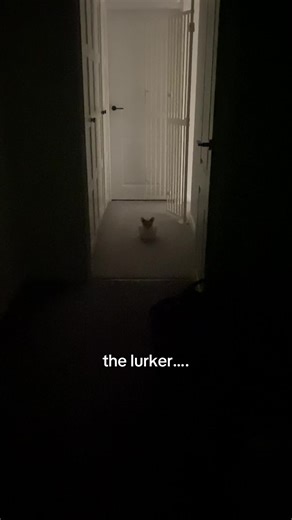 Understanding Siamese and Oriental Long Hair Cat Behavior