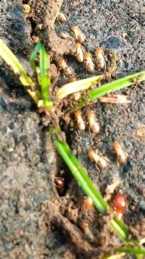 ᭚ᬢᭂᬢᬦᬶ᭟ (Tetani) Rayap - termite - Isoptera 21