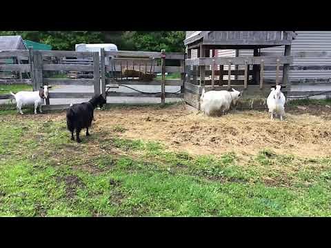 Miniature silky fainting goats in Freetown