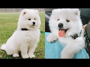 Cute & Funny Samoyeds Video Compilation 4K #9