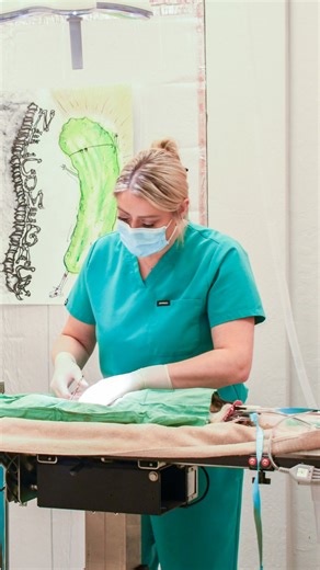 💥 Stop overpaying for pet surgery! Spaying and neutering your pet can be affordable. Dogs: 🐕 0–20 lbs | Female $157 / Male $145 🐩 21–40 lbs | Female $171 / Male $151 Cats: 🐈 Female $114 / Male $93 Invest in your pet’s health and longevity. Quality care doesn’t have to cost a fortune. Schedule today and see why families across Arizona trust Dr. Kelly’s! Click the link! https://bit.ly/3T7oCs8 🎶: Madison Calley | Dr. Kelly's Surgical Unit