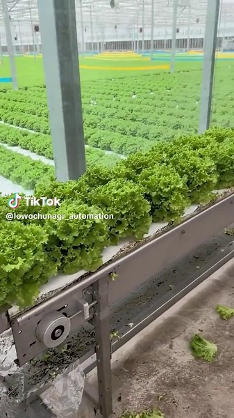 Provide automatic planting equipment and production lines for all kinds of vegetables and fruits.#technology #agriculture #automation #hydroponics #machinery #robot #intelligence #vegetables #nonpesticide #greenhouse #Soilless #environmental #lettuce #farm #lettuce