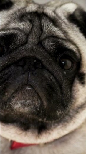 Pug #companiondog #chiweenie #pug