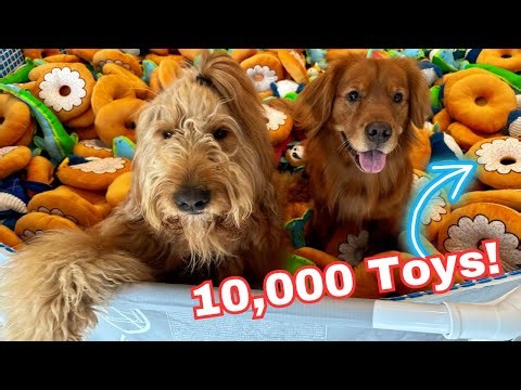 I Built a Toy Pit For My Dogs With 10,000 Toys!