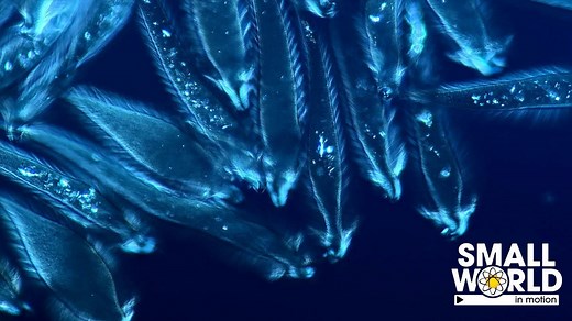 The Secret World of a Termite’s Gut Revealed in Award-Winning Video