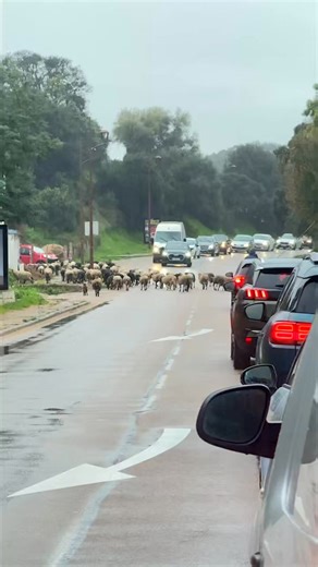 Troupeau de brebis sur la route entre Ajaccio et Porticcio, scène quotidienne en Corse En revenant d’Ajaccio en direction de Porticcio, je tombe sur un troupeau de brebis conduit par leurs bergers, au bord de la route. Malgré la pluie, la scène s’impose comme un moment typique de la vie quotidienne en Corse. �L’élevage caprin et ovin fait partie intégrante des traditions corses et il n’est pas rare de croiser des troupeaux en liberté ou accompagnés sur les routes et les chemins de l’île. Ces ren