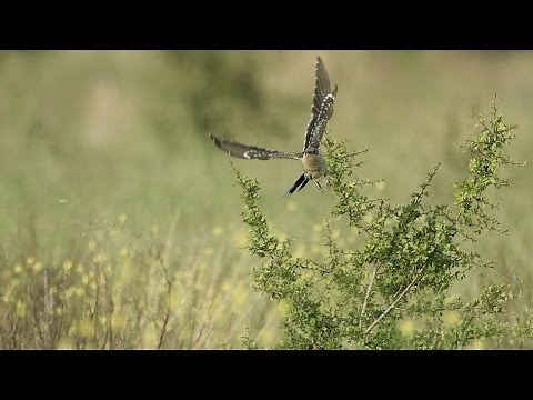 THE CUCKOO ♣ English folk song