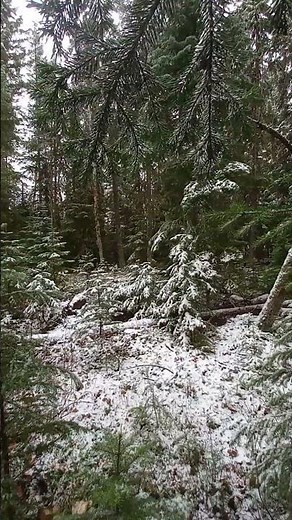 Snow Falling on Pines #asmr