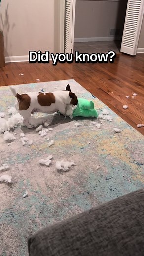 Understanding Dog Shredding Behaviors Explained