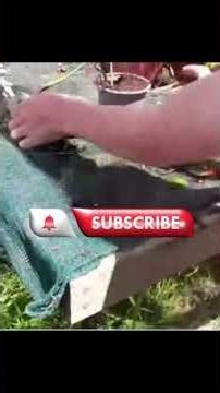 How To Propagate Feijoas I Professional Propagator #shorts #shortsfeed